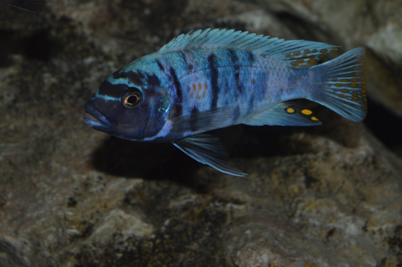 Maylandia zebra 'Masinje'